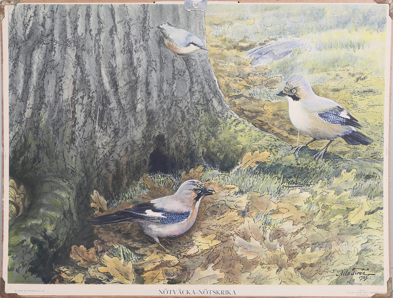 SKOLPLANSCH, Nötväcka och Nötskrika, Norstedts Stockholm.