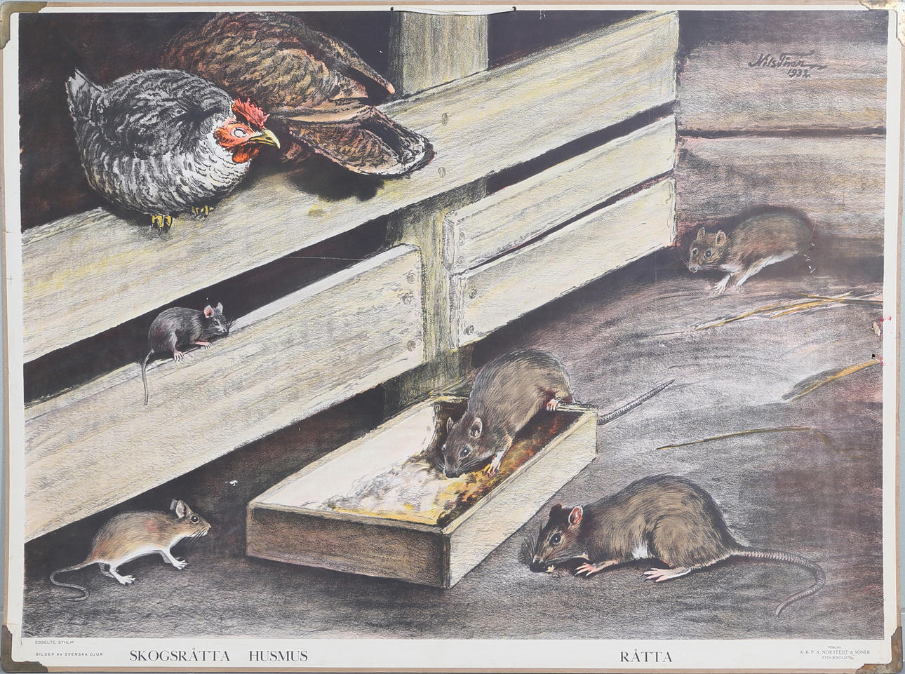 SKOLPLANSCH, Skogsråtta, Husmus, Råtta, Norstedts, Stockholm.