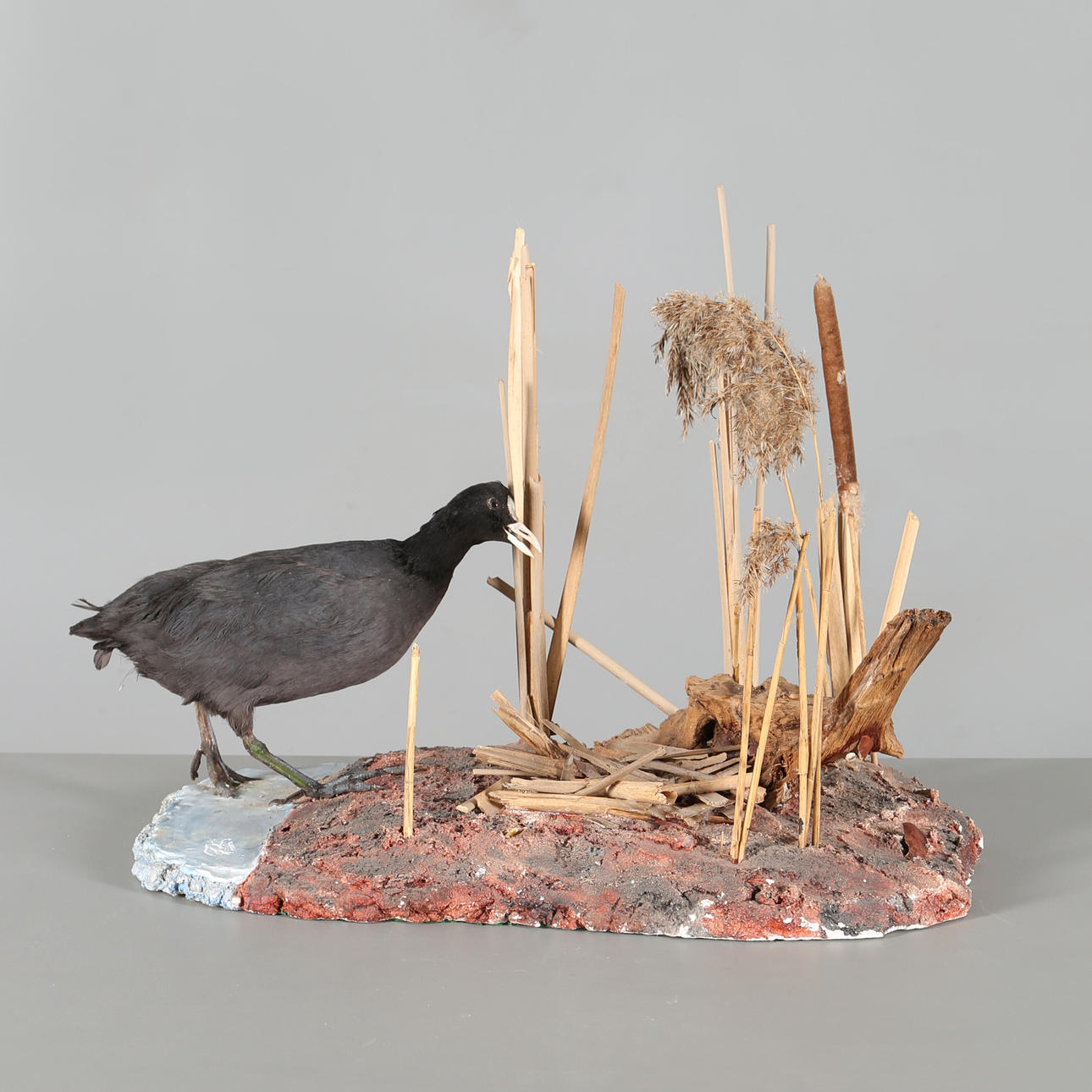 UPPSTOPPAD FÅGEL. Sothöna i miljö.