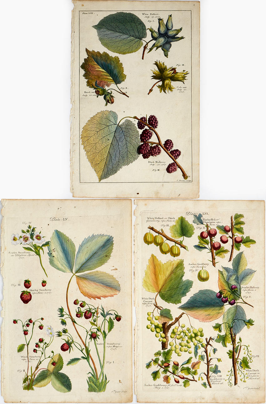 LANGLEY, HÅNDFARVEDE PLANTEPLADER (3), 1729.