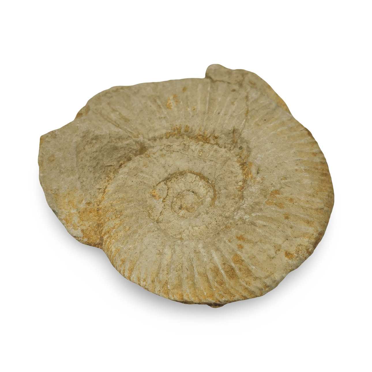 Collection of 4 fossilized shells. Art - Sculptures & Bronzes - Auctionet