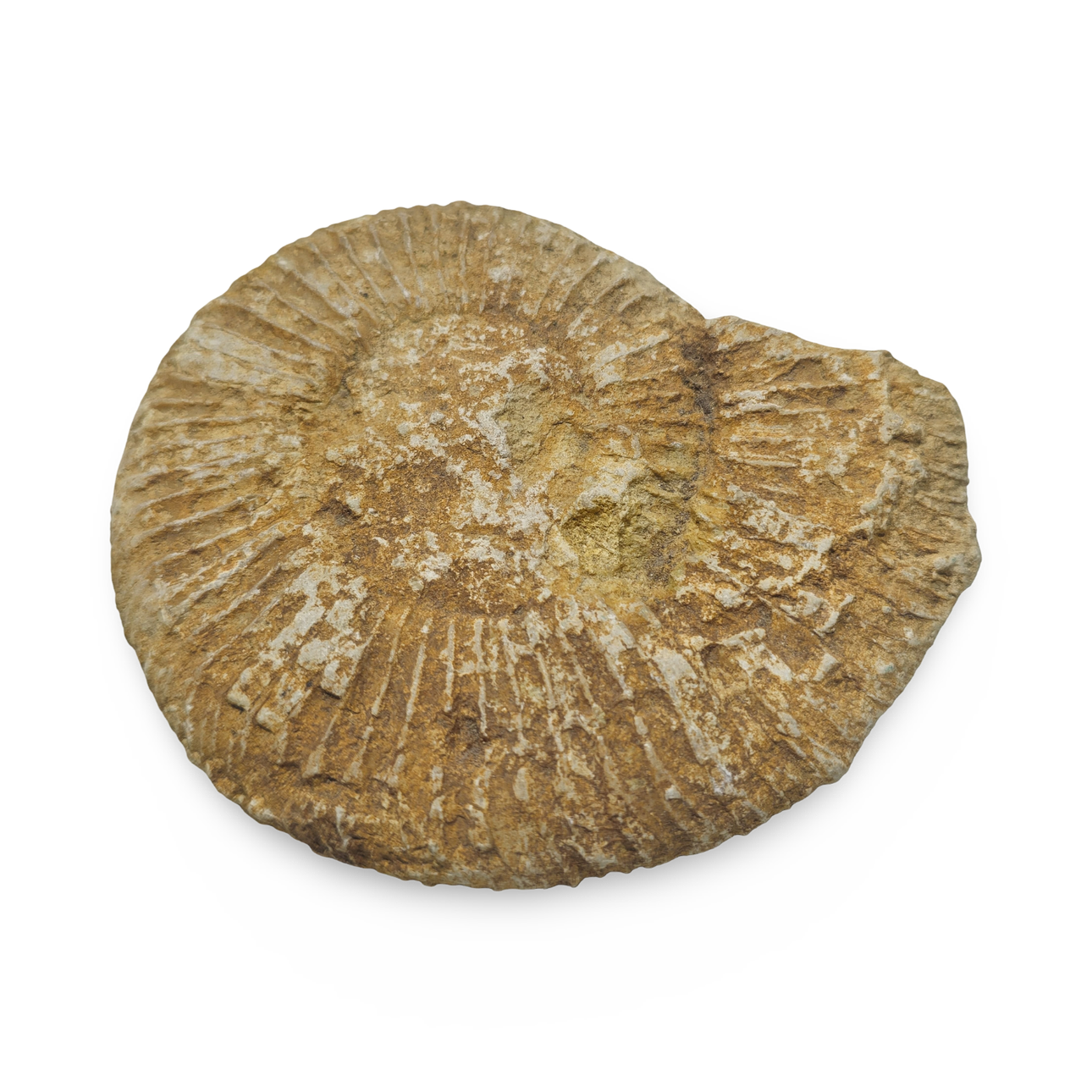 Collection of 4 fossilized shells. Art - Sculptures & Bronzes - Auctionet
