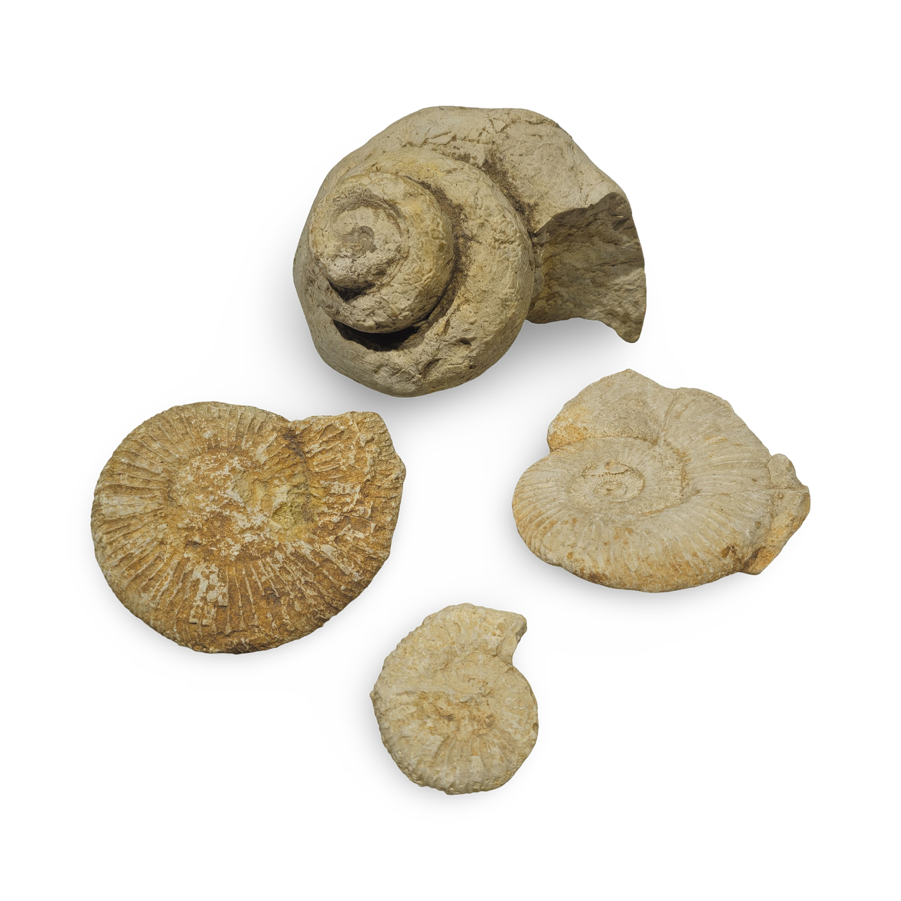 Collection of 4 fossilized shells. Art - Sculptures & Bronzes - Auctionet