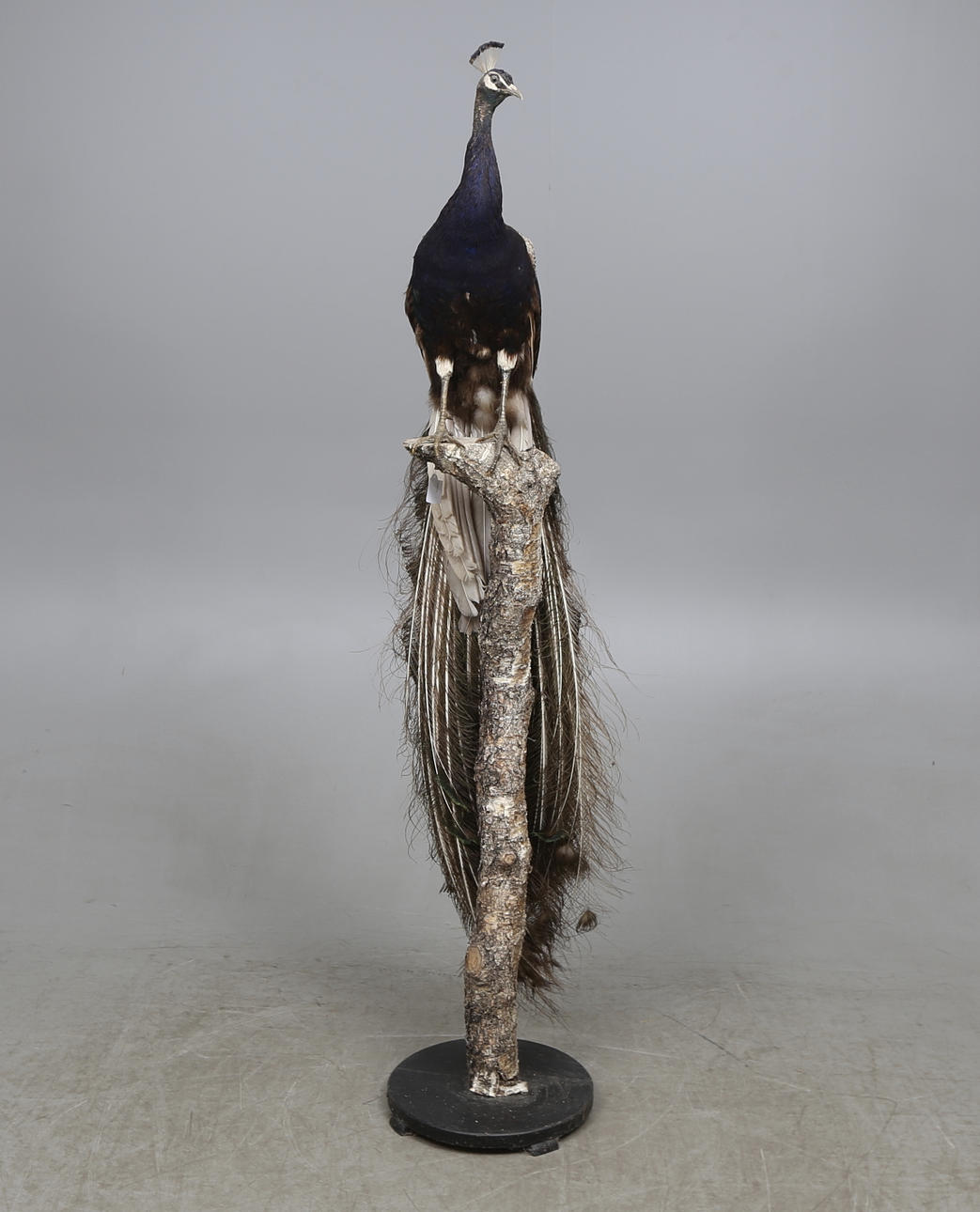 PÅFÅGEL, uppstoppad, monterad på trästam.