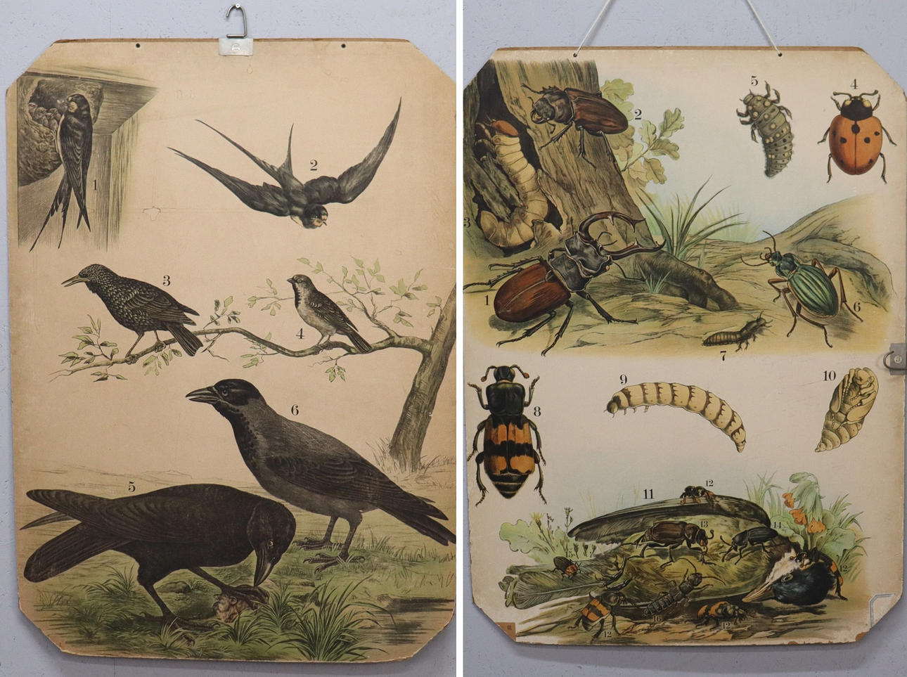SCHOOL BOARDS, insects and birds, 2 pcs.