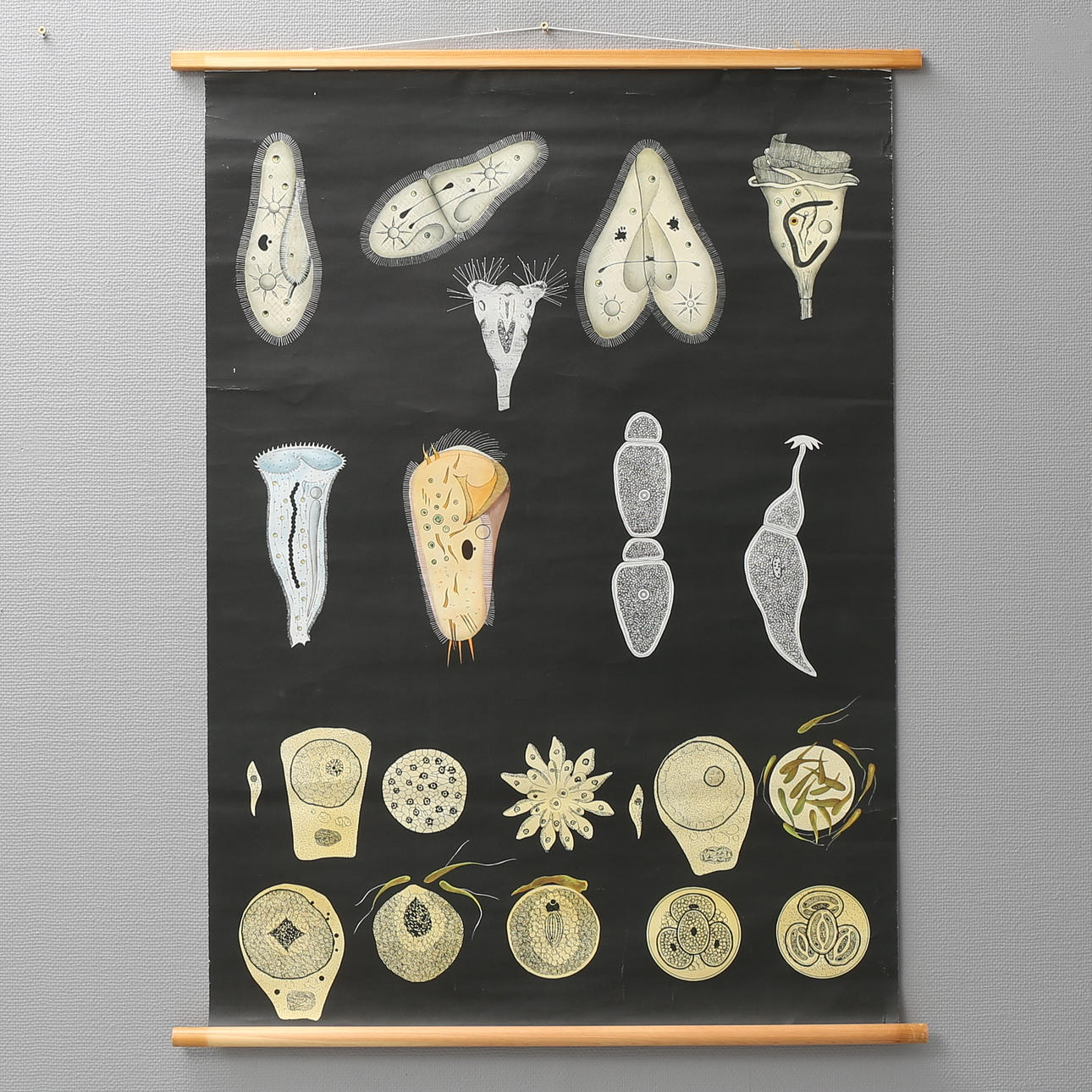 SKOLPLANSCH, "Urdjur II, Infusionsdjur", Gumperts.