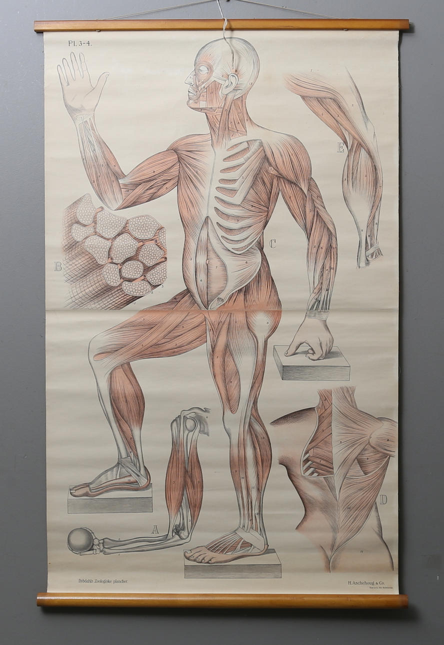 ANATOMISK PLANSCH, "Dybdahls Zoologiske plancher", Aschenhoug & Co, 1900-talets första hälft.