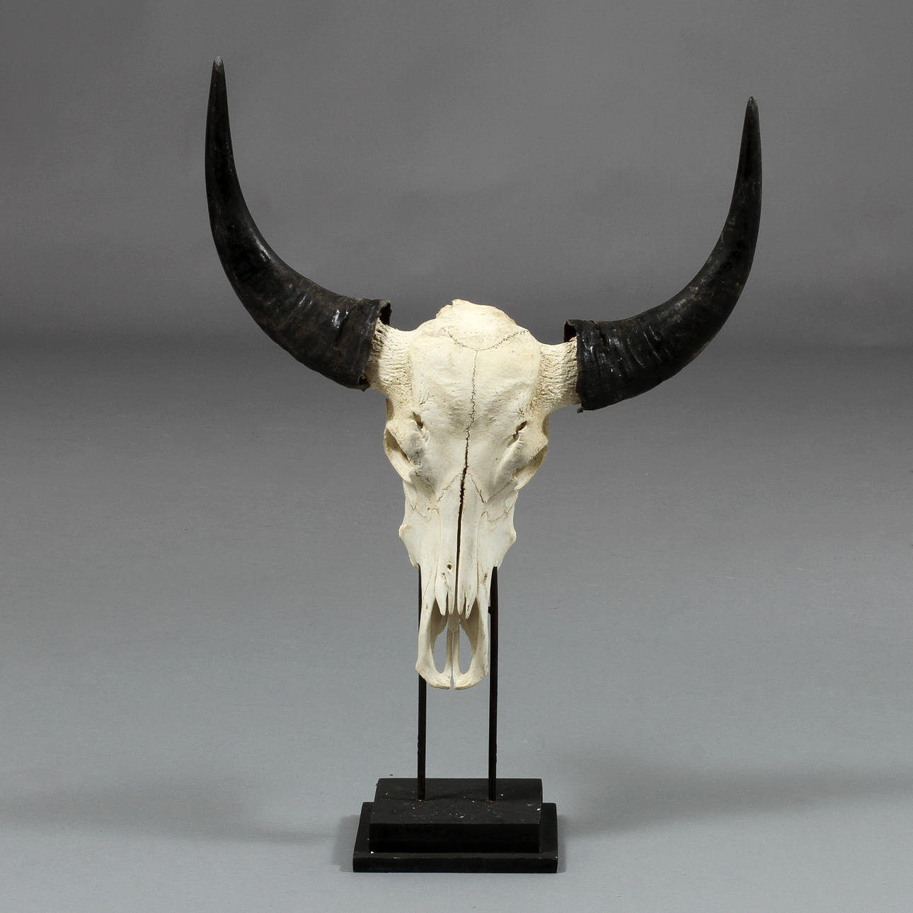 KRANIUM, buffel med horn.