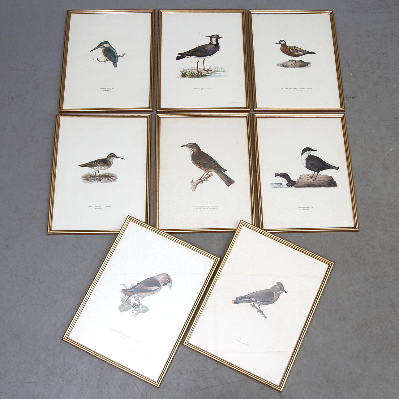 LITOGRAFISKA TRYCK, 8 st, ur von Wrights "Svenska fåglar", A Börtzells.