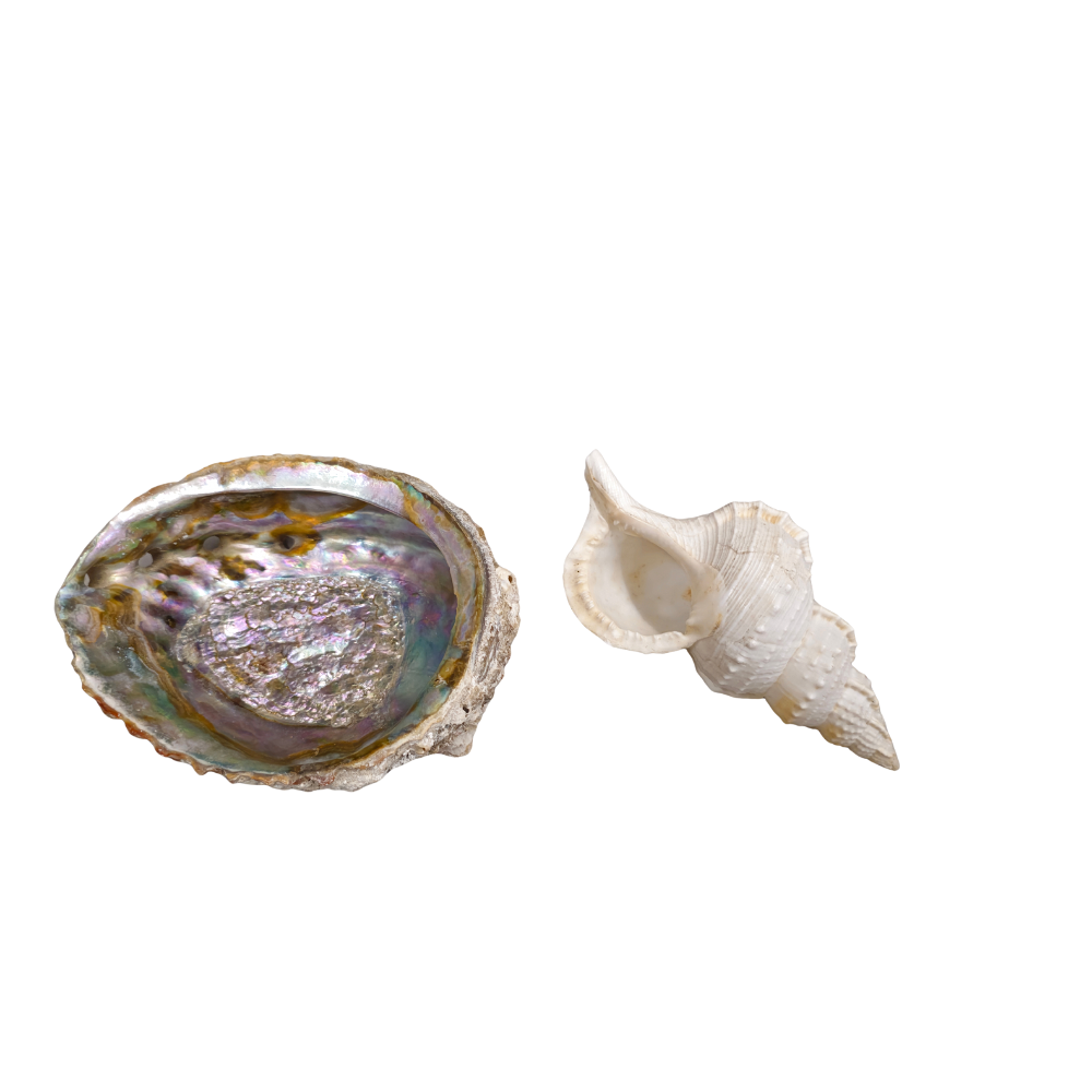 TWO SEASHELLS. SOAP DISH.