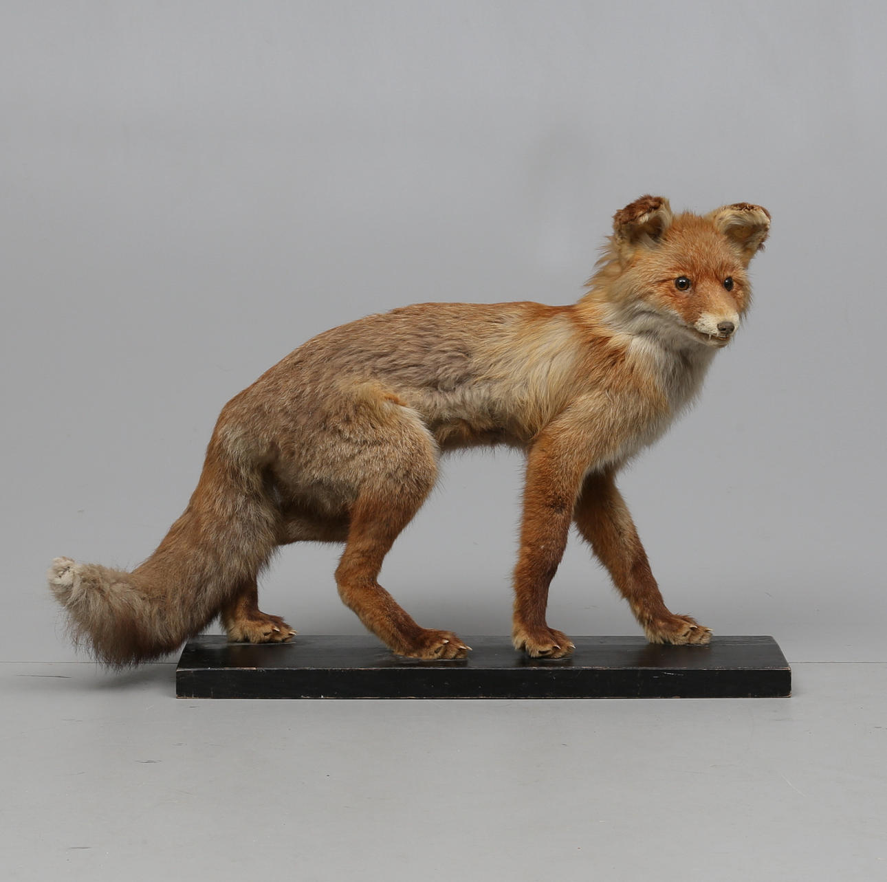 ZORRO, disecado, siglo XX.