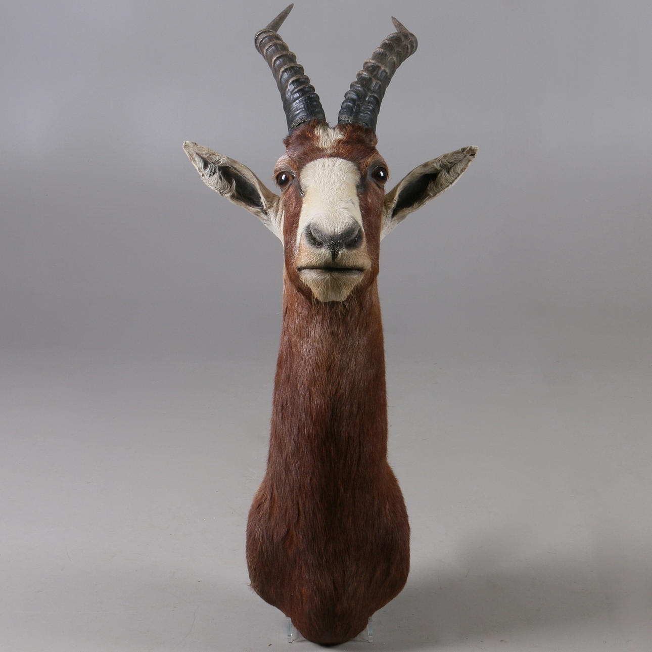 JAKTTROFE, Bläsbock, (Damaliscus Pygargus Philippsi), Namibia.