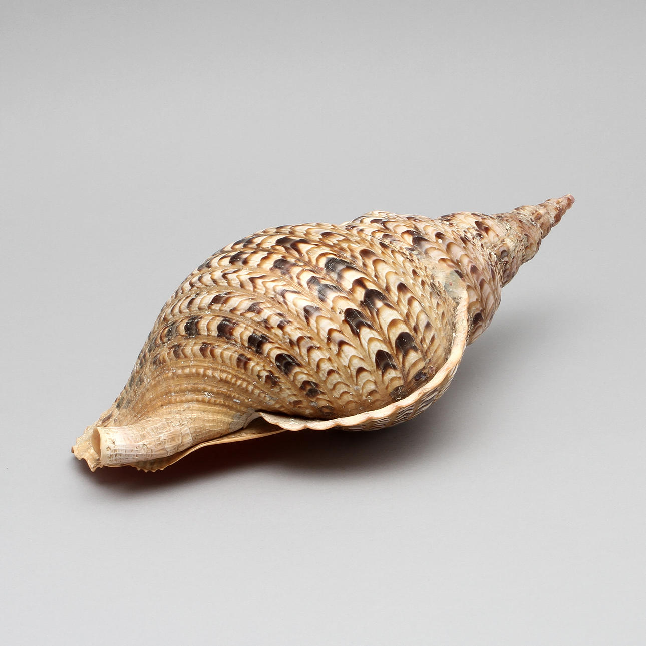 SNÄCKSKAL CHARONIA TRITONIS.