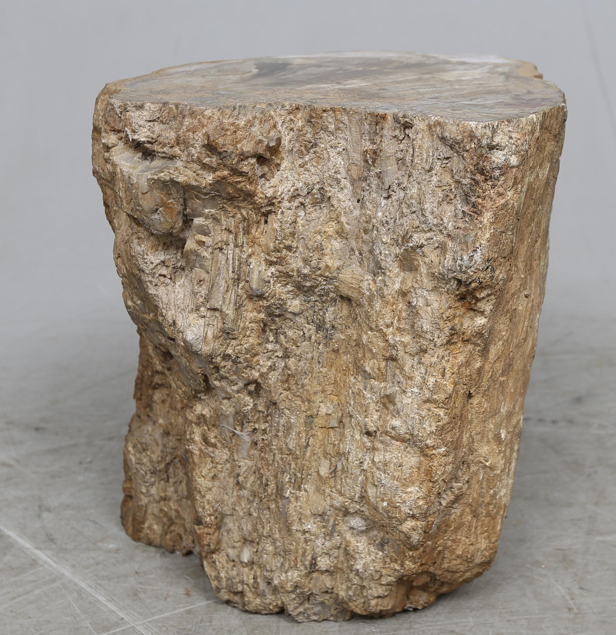 STUBBE, fossil.