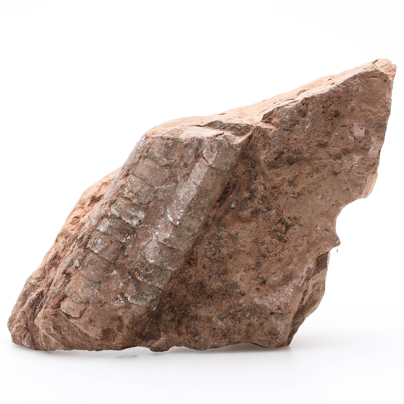 FOSSIL, Ortoceratit, i kalksten.