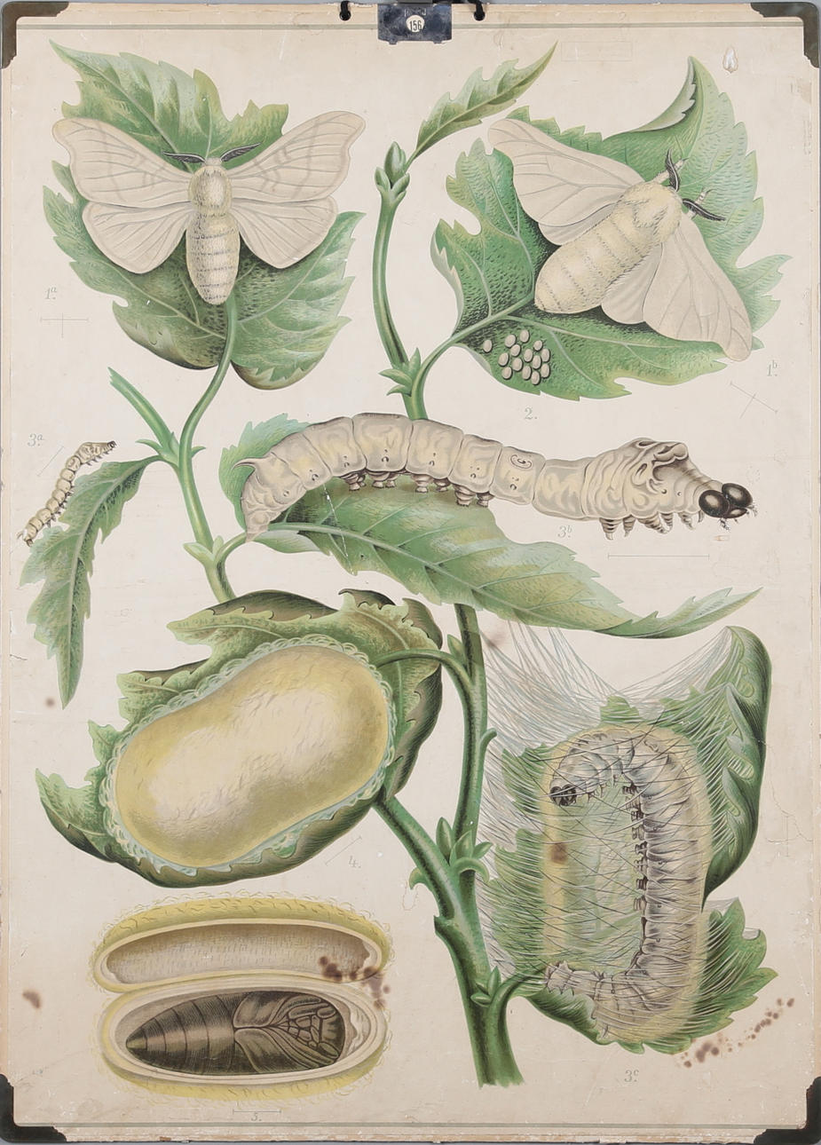 SKOLPLANSCH, offsettryck, 1900-tal.