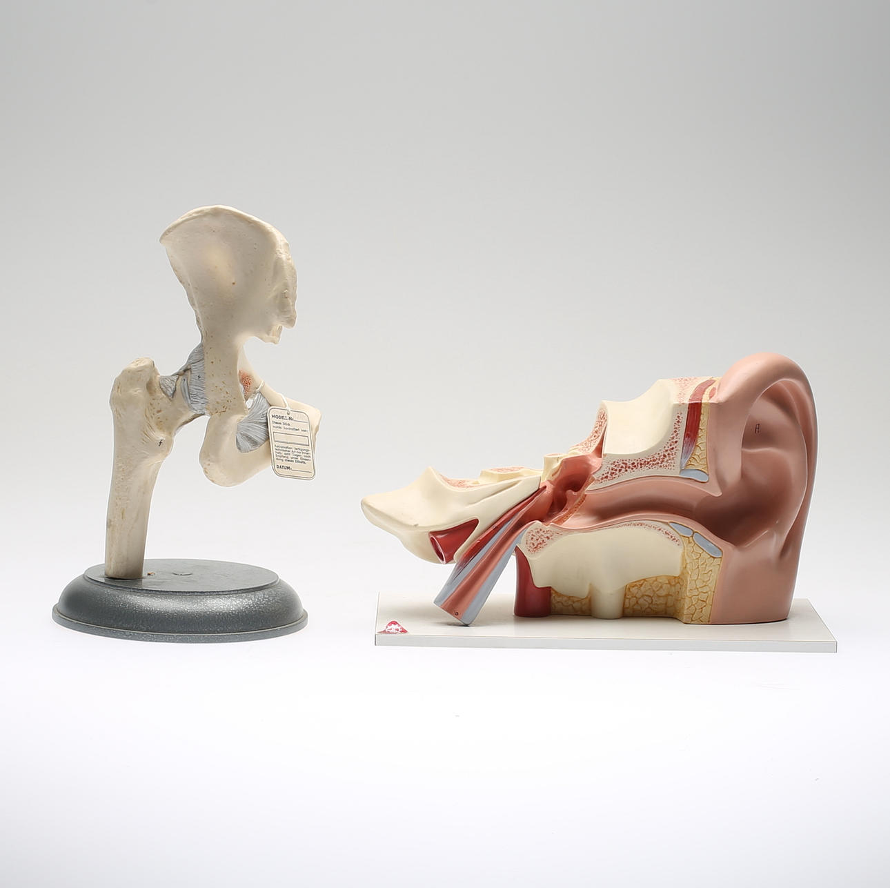 ANATOMISKA MODELLER, 2 st, plast, 1900-talets andra hälft.