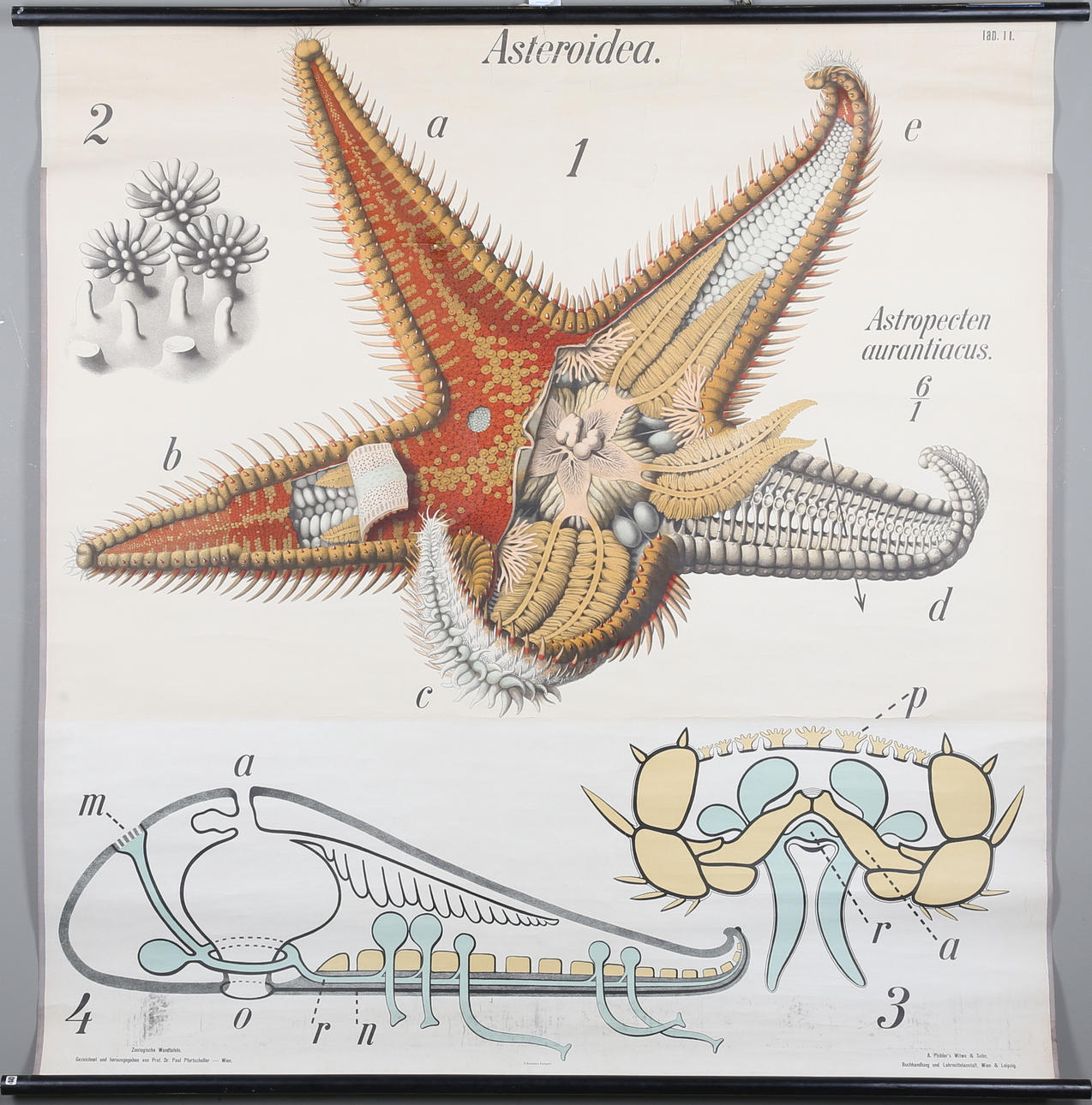 SCHULPLANSCH, Offsetdruck, A. Pichler´s Witwe & Sohn, Wien.