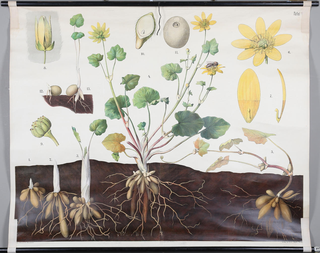 SKOLPLANSCH, offsettryck, Walter Heubasch, München.