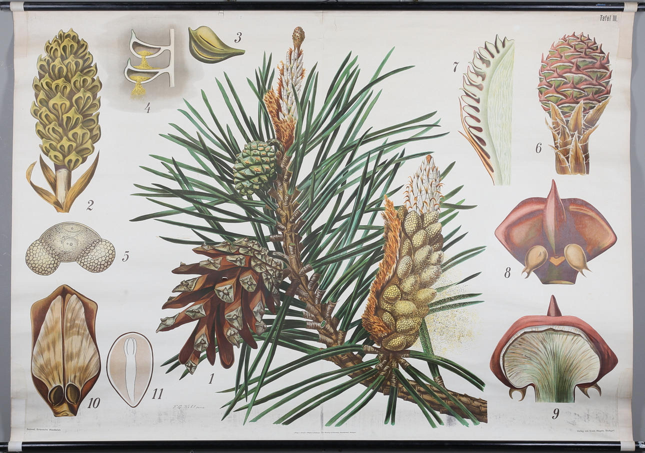 SKOLPLANSCH, offsettryck, Ervin Nägele, Stuttgart.