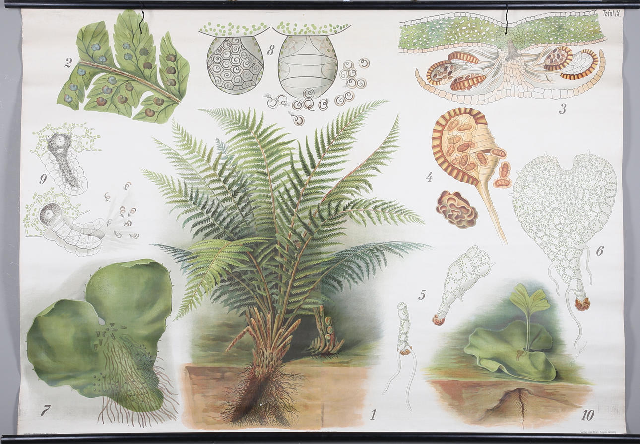 SKOLPLANSCH, offsettryck, Ervin Nägele, Leipzig.