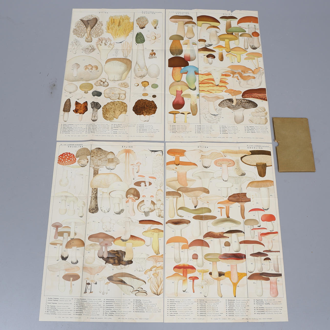 SVAMPPLANSCHER, 4 st, till Lindblads svampbok, 1900-talets första hälft.