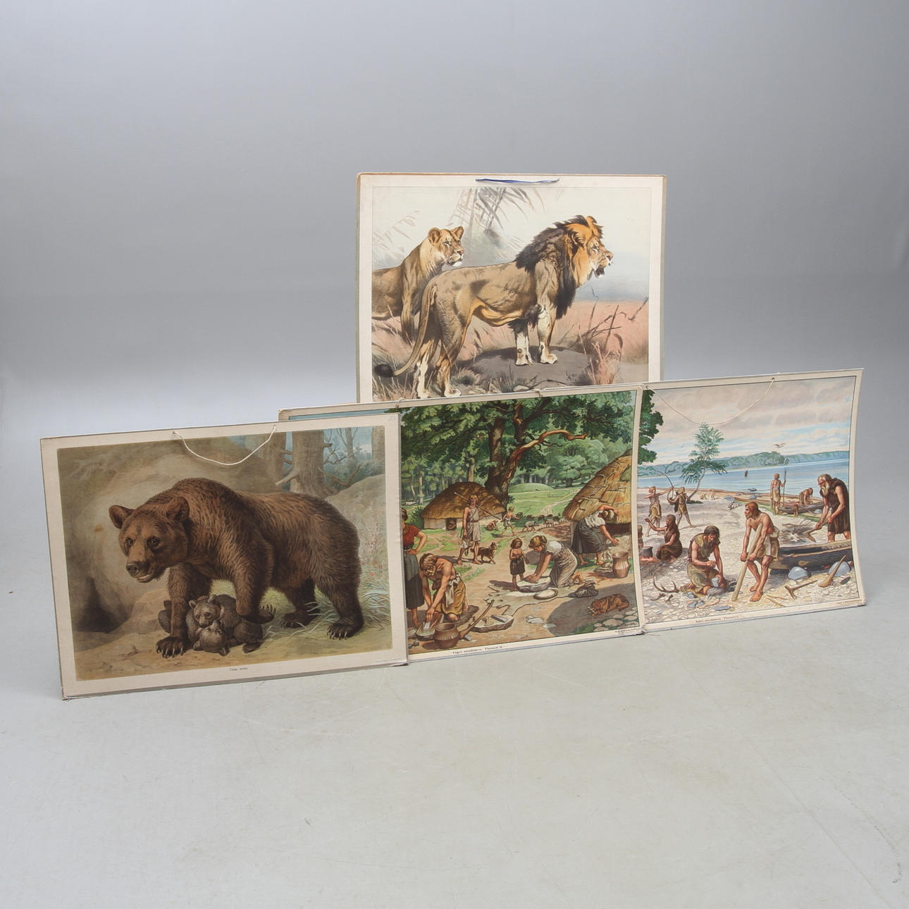 SKOLPLANSCHER, 4 st, bland annat lejon, björn, 1900-tal.