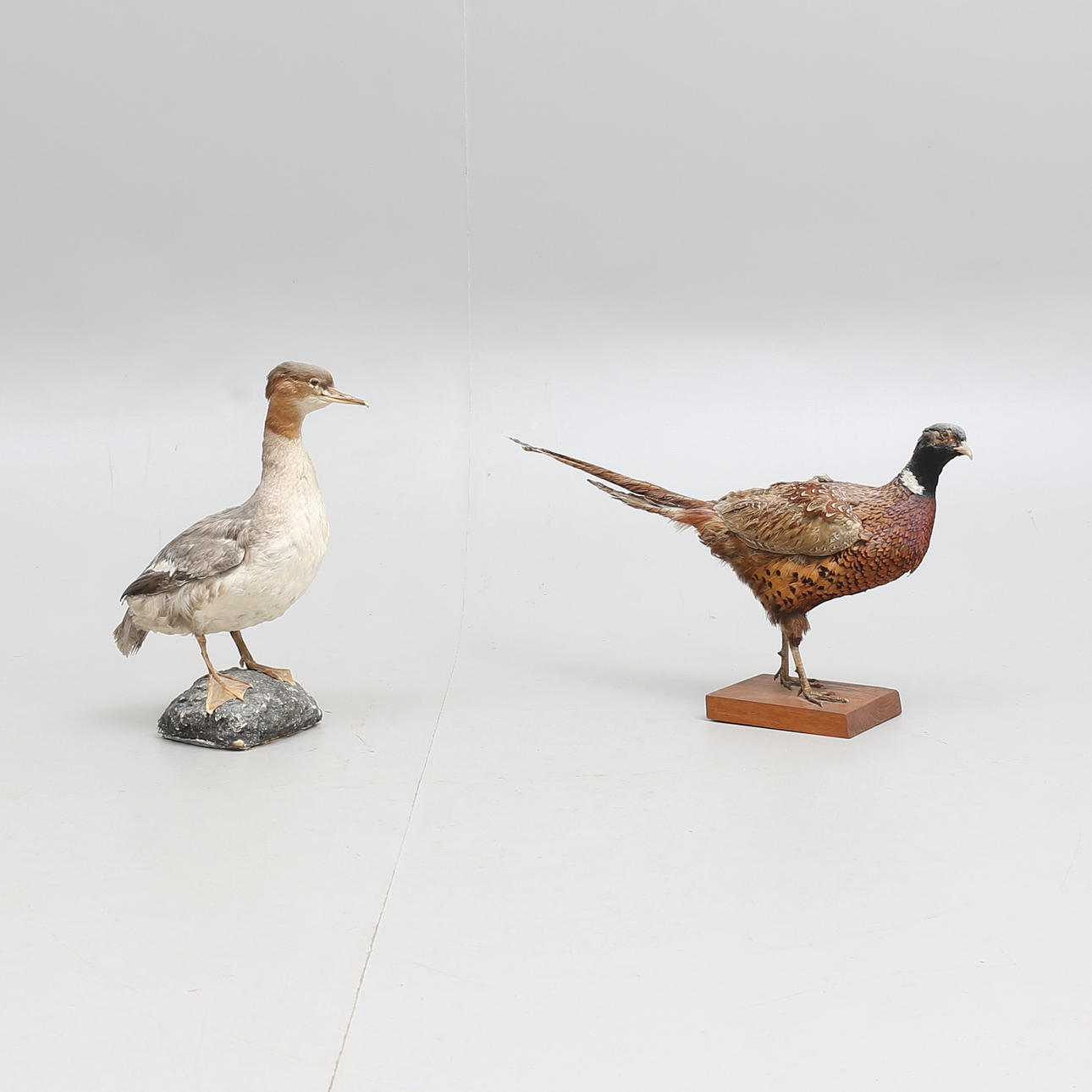 FÅGLAR, 2 st, uppstoppade.
