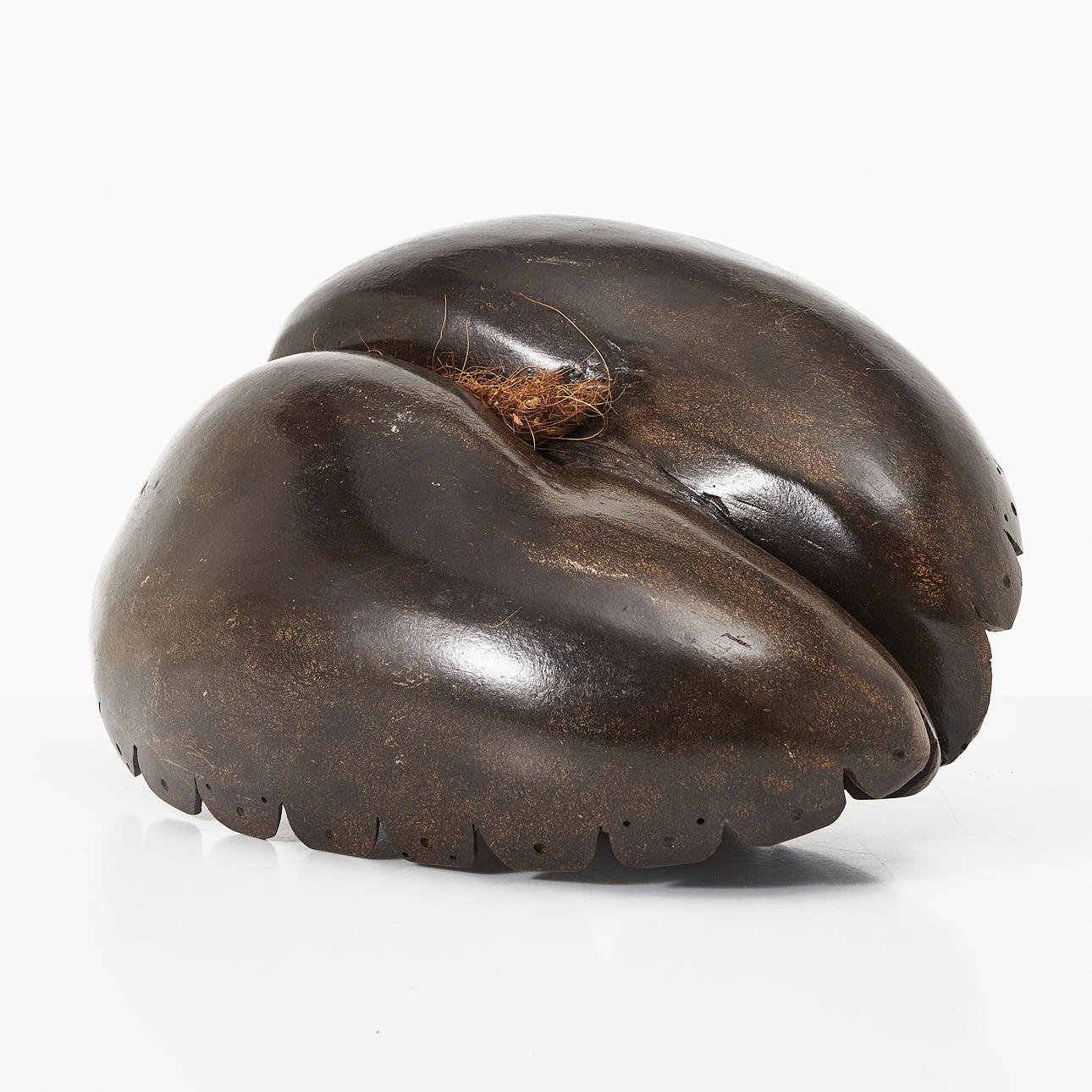 DOUBLE COCONUT, Lodoicea maldivica, so-called Coco de Mer.