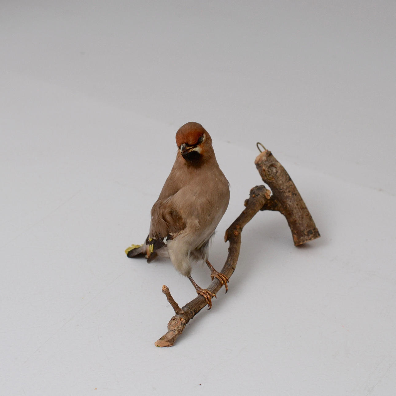 UPPSTOPPAD FÅGEL, sidensvans.