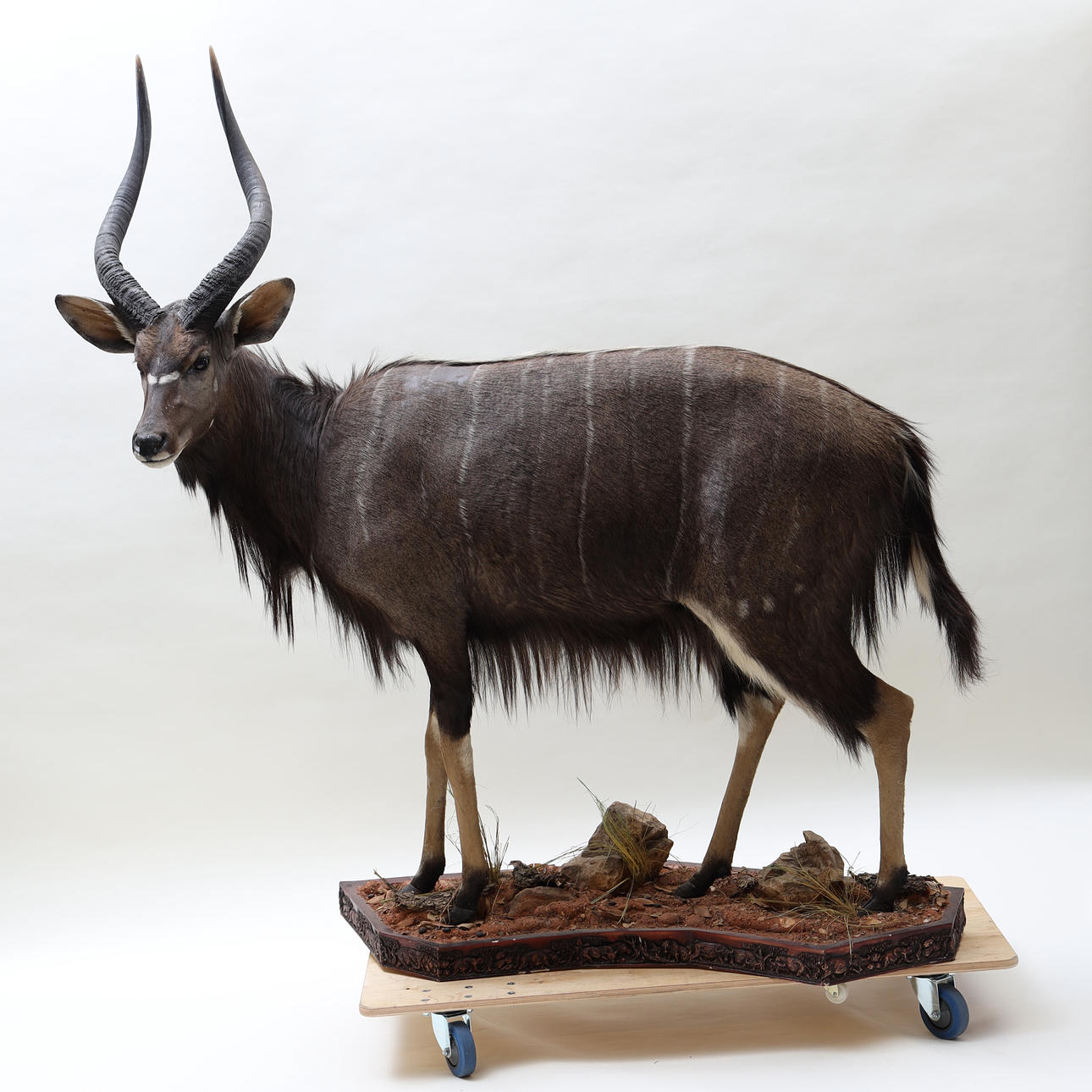 HUNTING TROPHY, nyala.