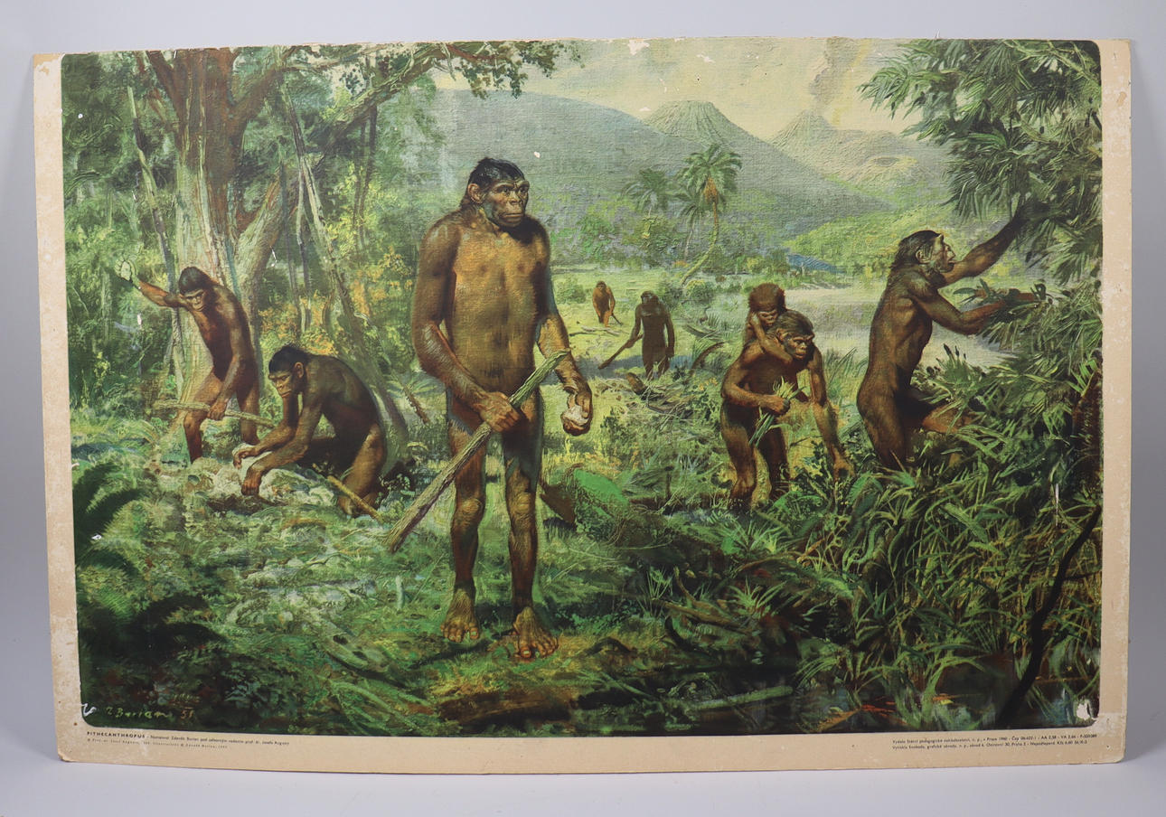 SCHOOL PLAN, Pithecanthropus erectus (Java Man), 1960s.