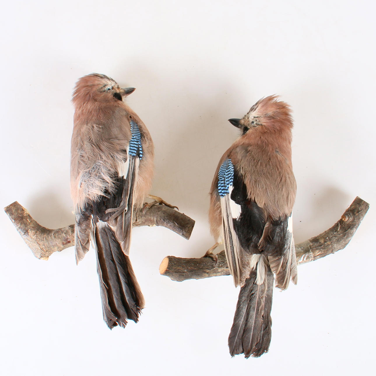 NÖTSKRIKOR, ett par, uppstoppade, 1900-tal.