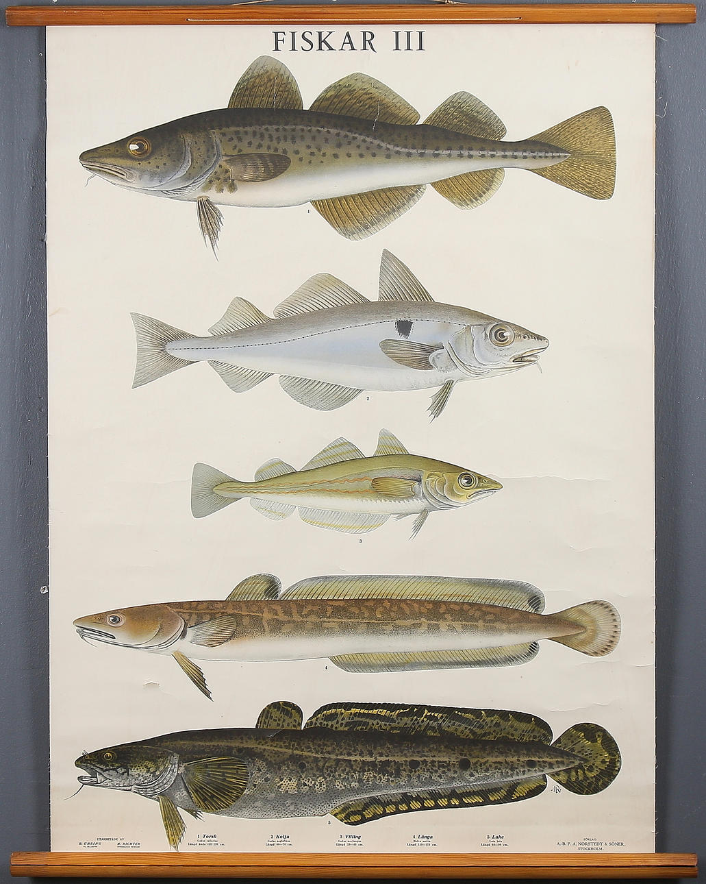 SKOLPLANSCH / RULLPLANSCH, "Fiskar", 1900-talets första hälft.