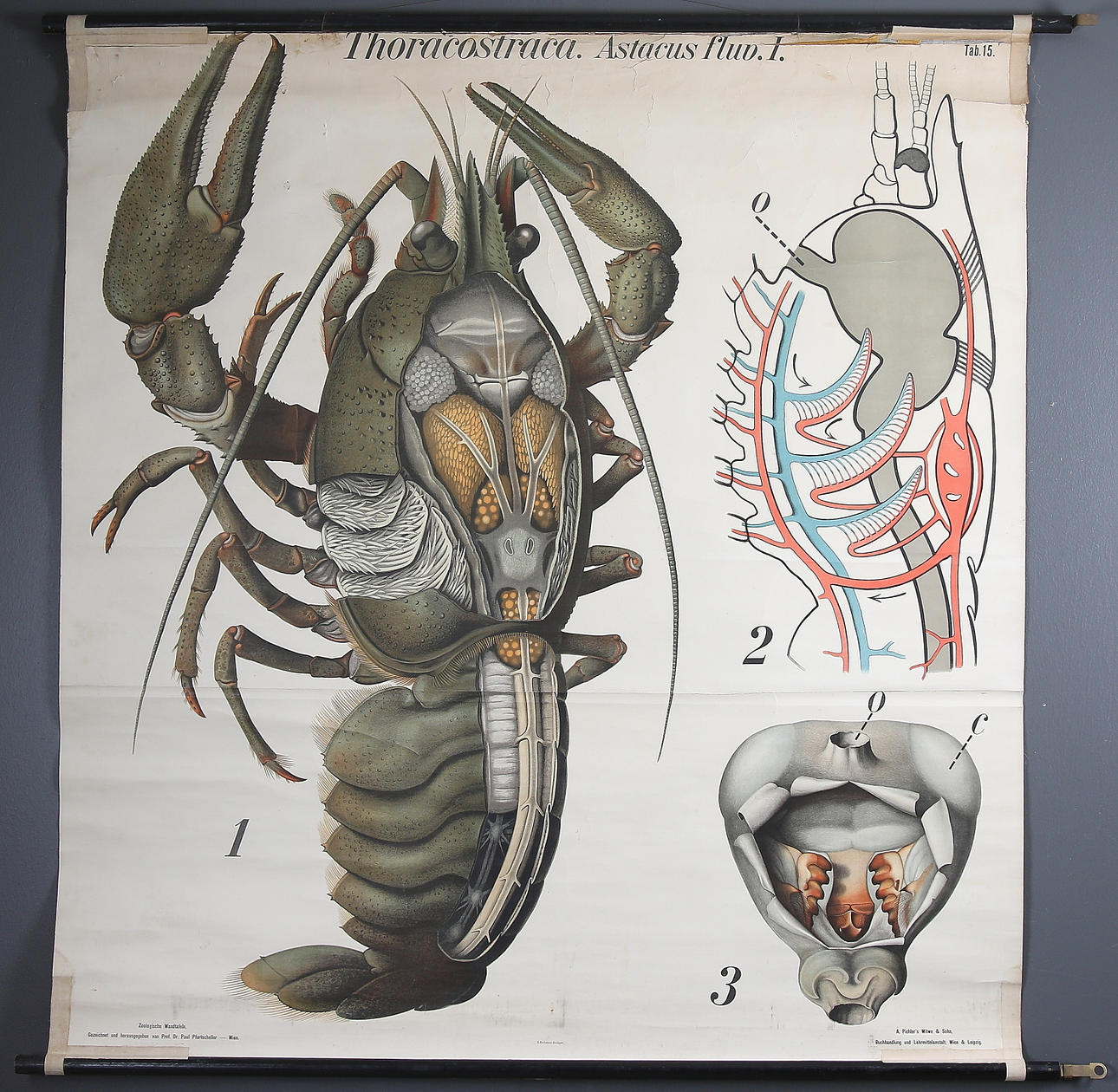 SKOLPLANSCH, "Zoologische Wandtafeln Gezeichnet", litografiskt tryck i 15 färger, Prof. Dr. Paul Pfurtscheller, Wien, 1900-talets första hälft.