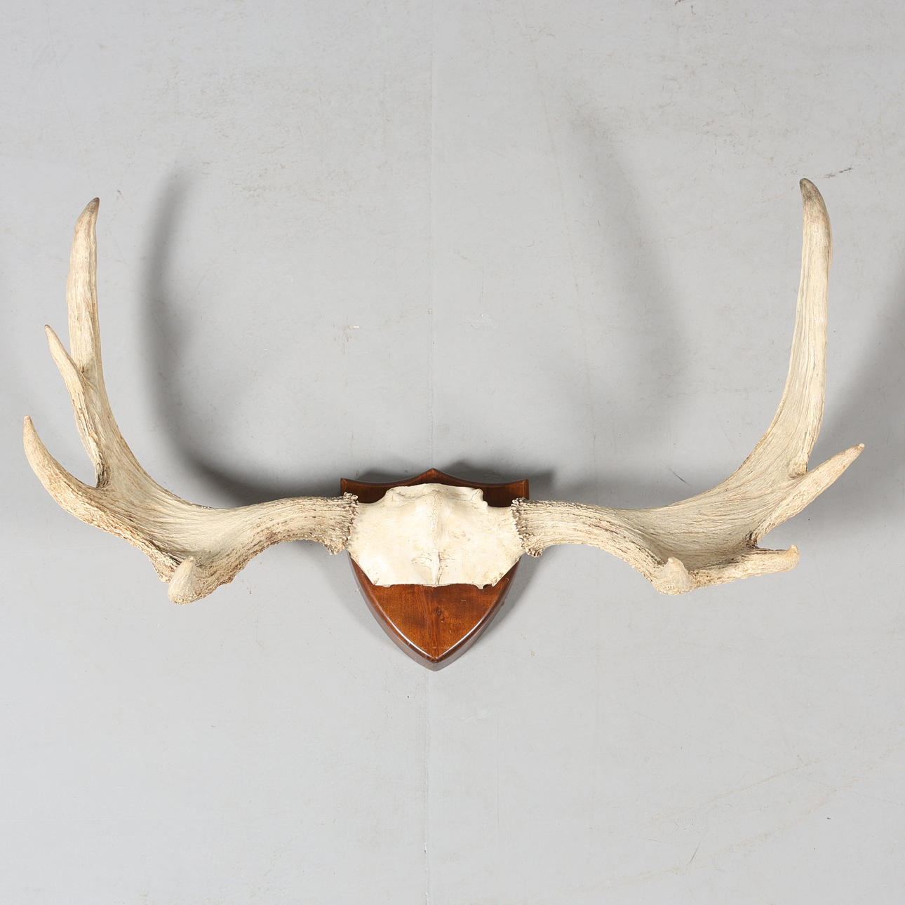 HUNTING TROPHY, moose.