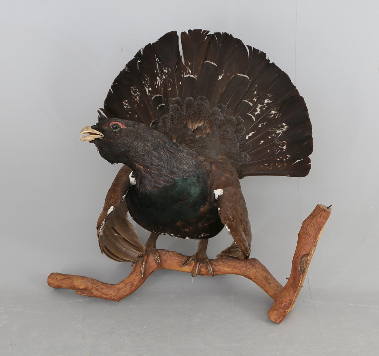 TJÄDER, uppstoppad, 1900-talets början.