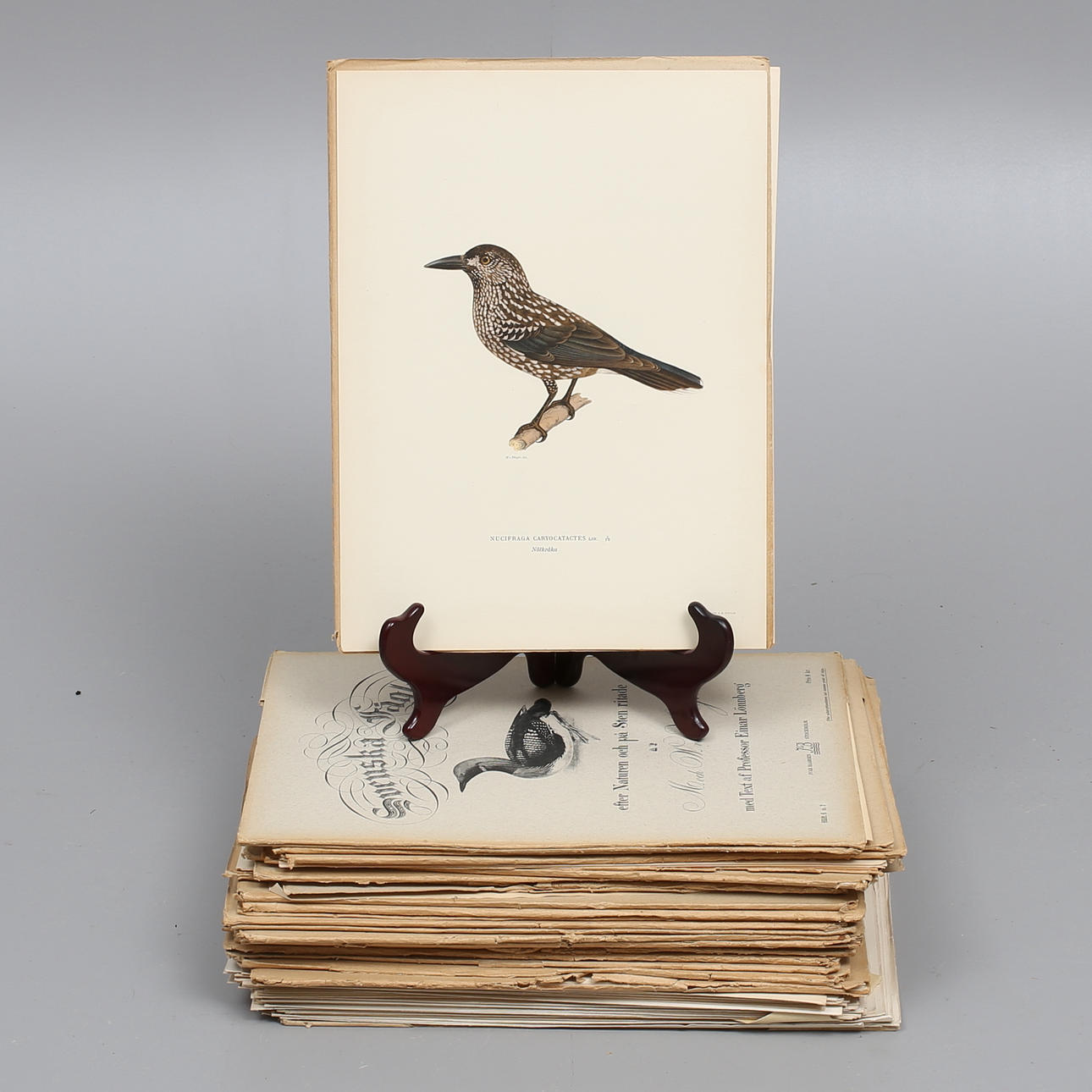 MAGNUS OCH WILHELM VON WRIGHT, litografiska tryck, ca 160 st i 21 mappar, "Svenska Fåglar", A Börtzells, Stockholm.