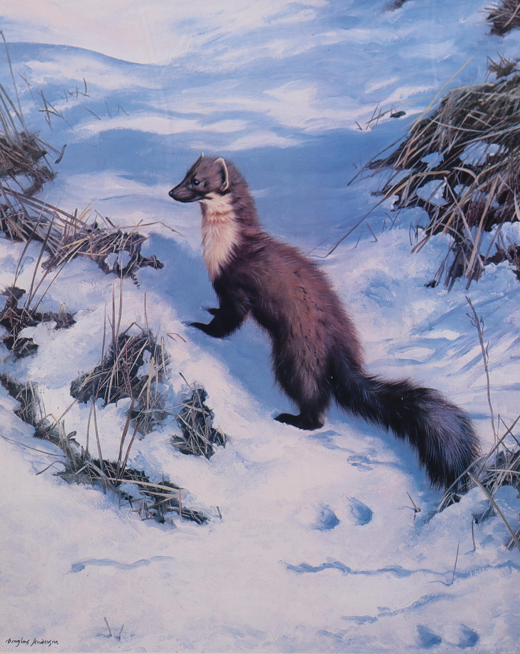 DOUGLAS ANDERSON, litografi, mård i snö.