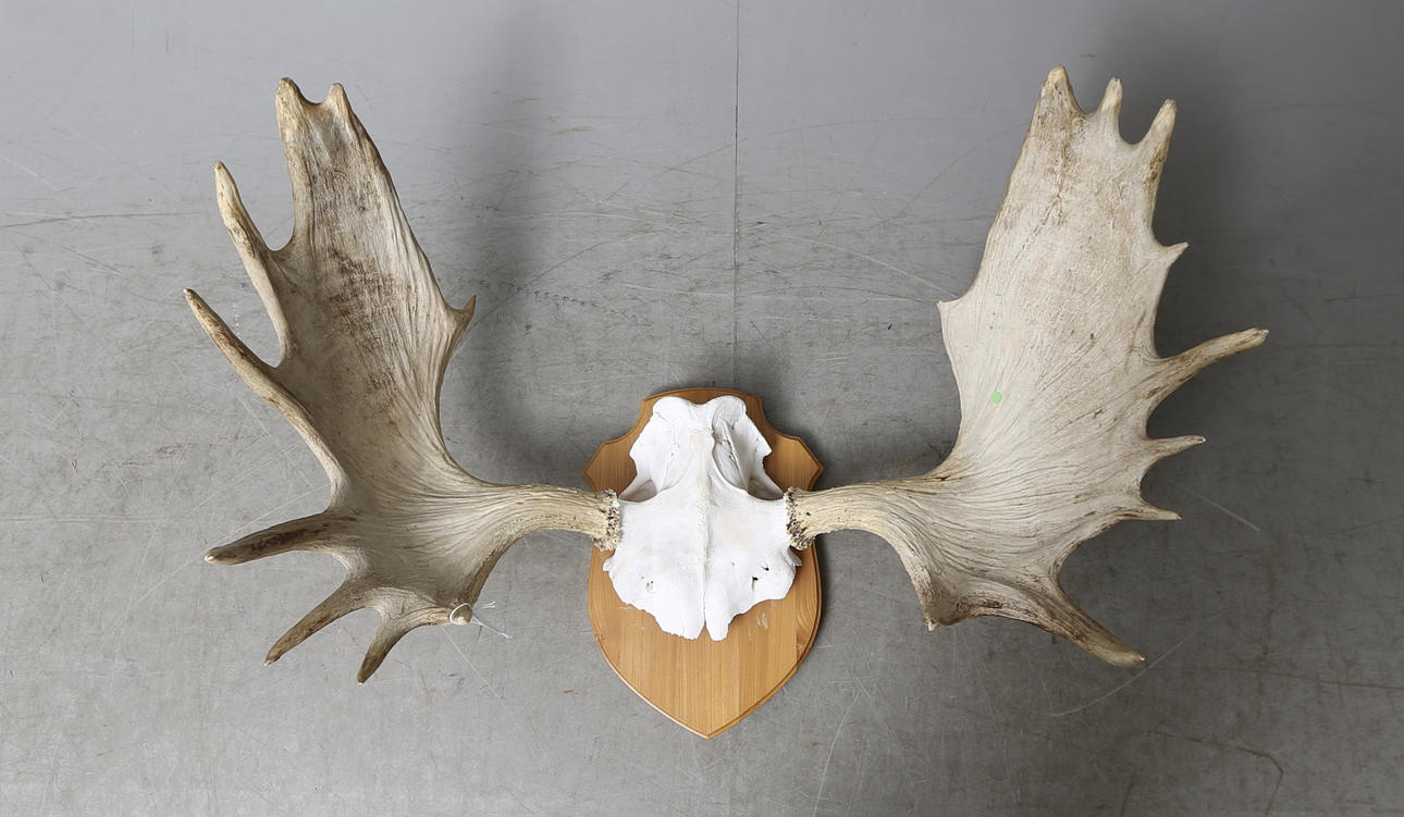 JAKTTROFÉ, älghorn.