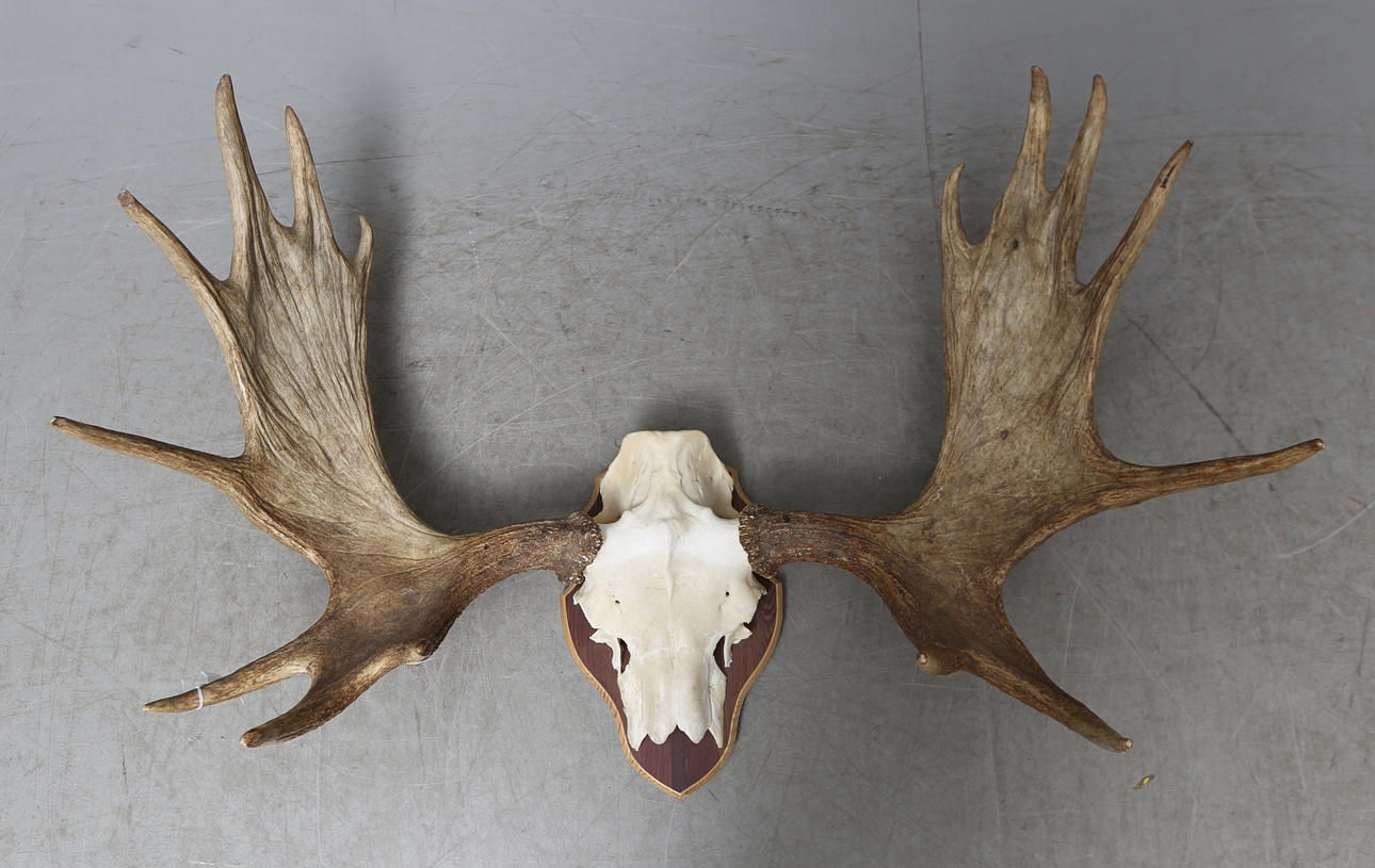 JAKTTROFÉ, älghorn.