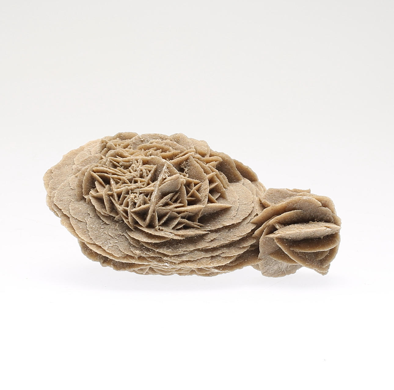 ØRKENROSE / SANDROSE.