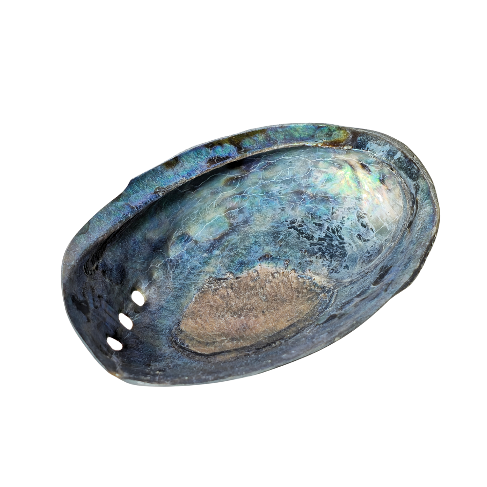 ABALONE SHELL.