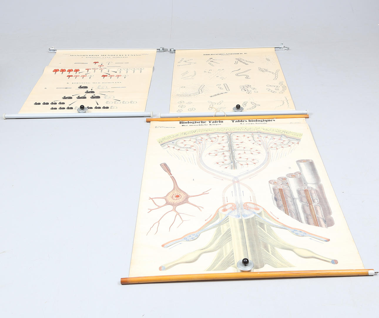 SCHOOL PLANS, 3 pcs, incl. Microorganisms II.