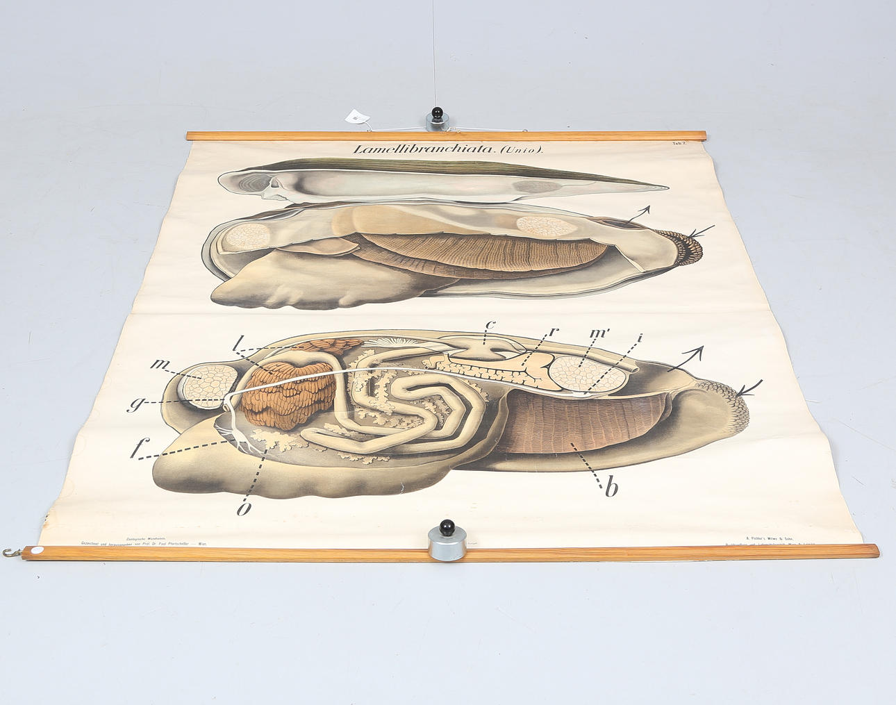 SCHOOL PLANK, Lamellibranchiata, clam.