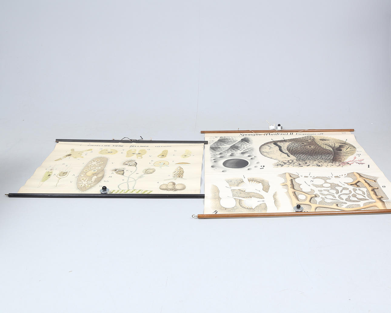 TWO SCHOOL PLANS, including Spongiae (Porifera) II.