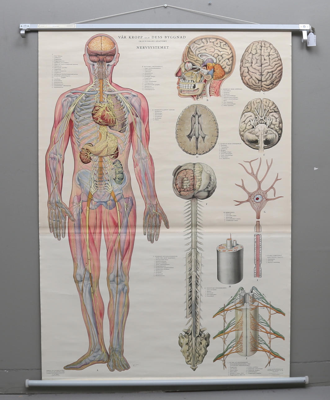 SKOLPLANSCH, "Nervsystemet". Svenska Skolmaterialförlaget. 1900-tal.