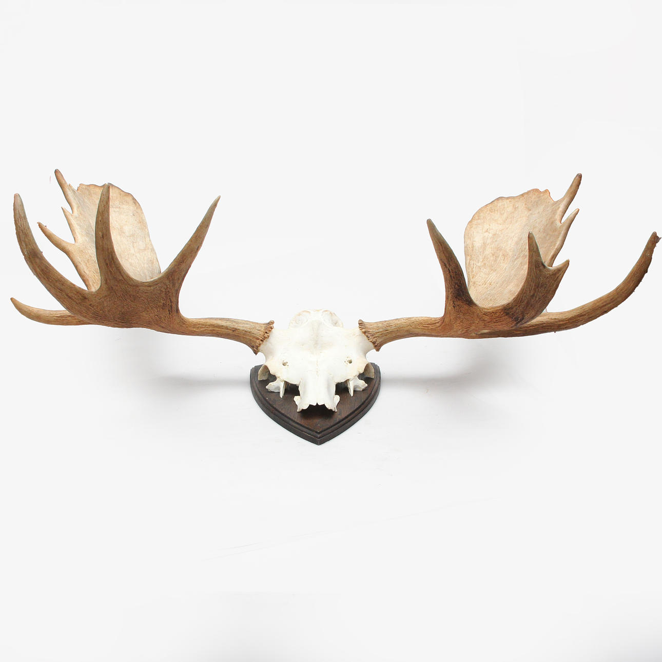 MOOSE SKULL WITH HORNS.
