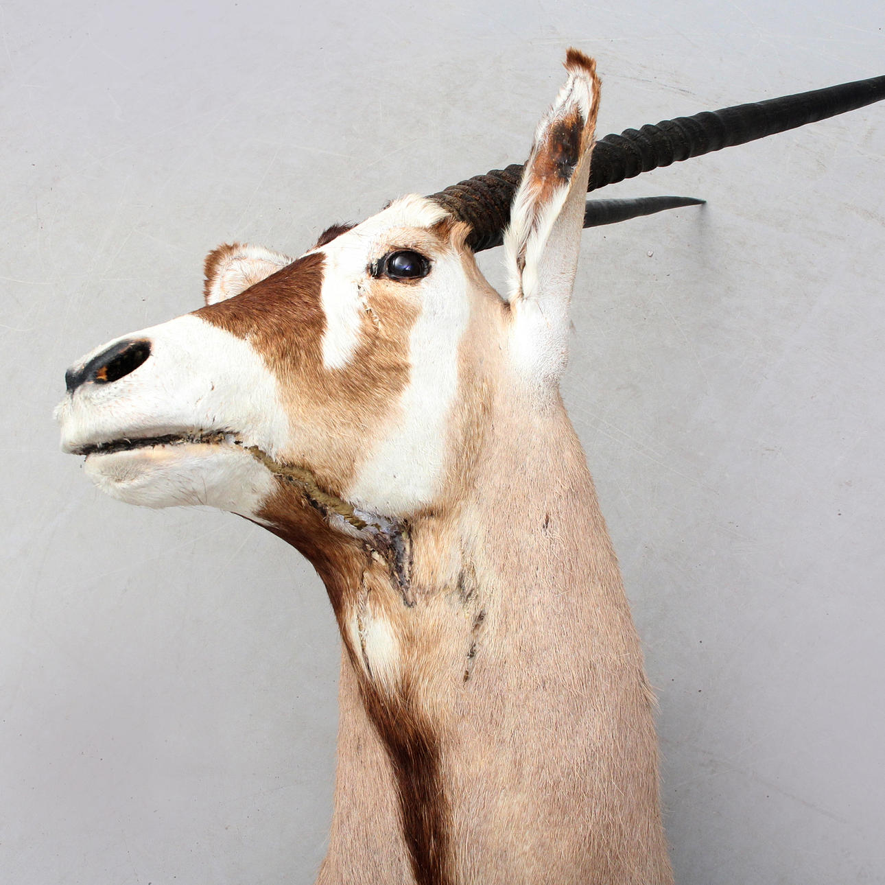 GEMSBOCK (Oryx gazella).