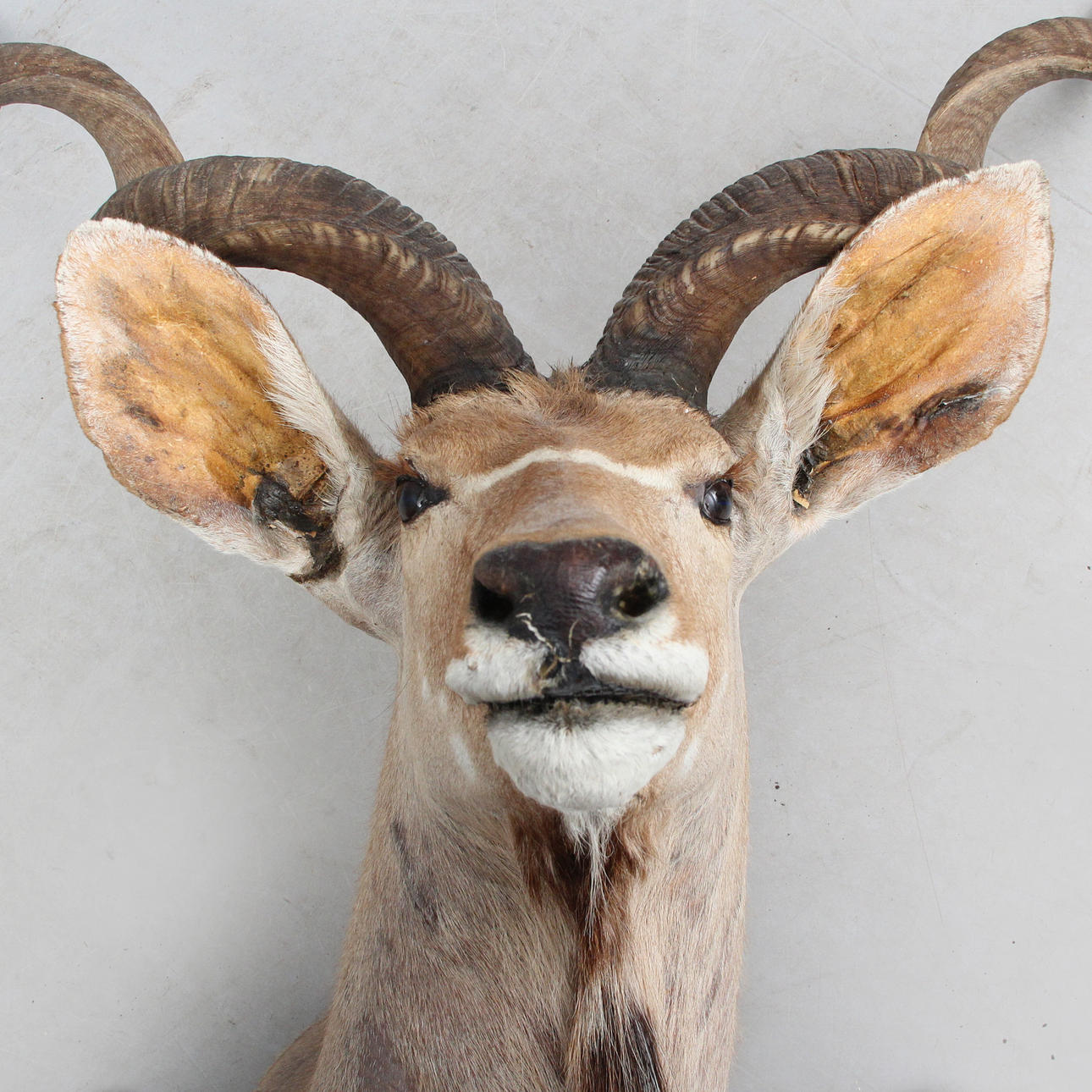 STÖRRE KUDU (Tragelaphus Strepsiceros).